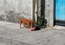 Cerca de 8 mil perros y gatos son callejeros en Salvatierra